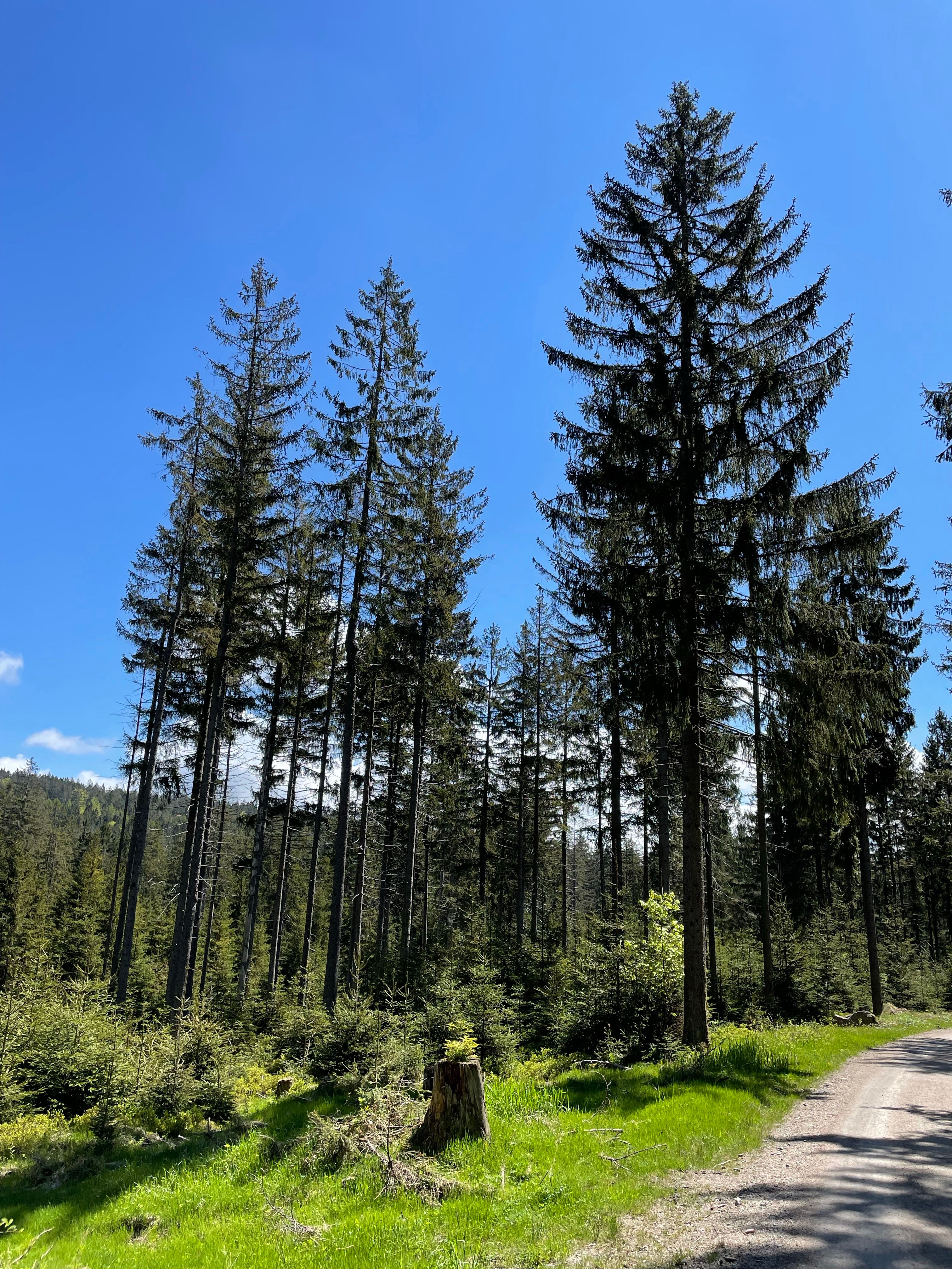 Photo of Tall Trees Under a Blue Sky · Free Stock Photo