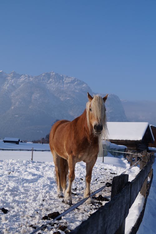 Free stock photo of alps, horse, mountains