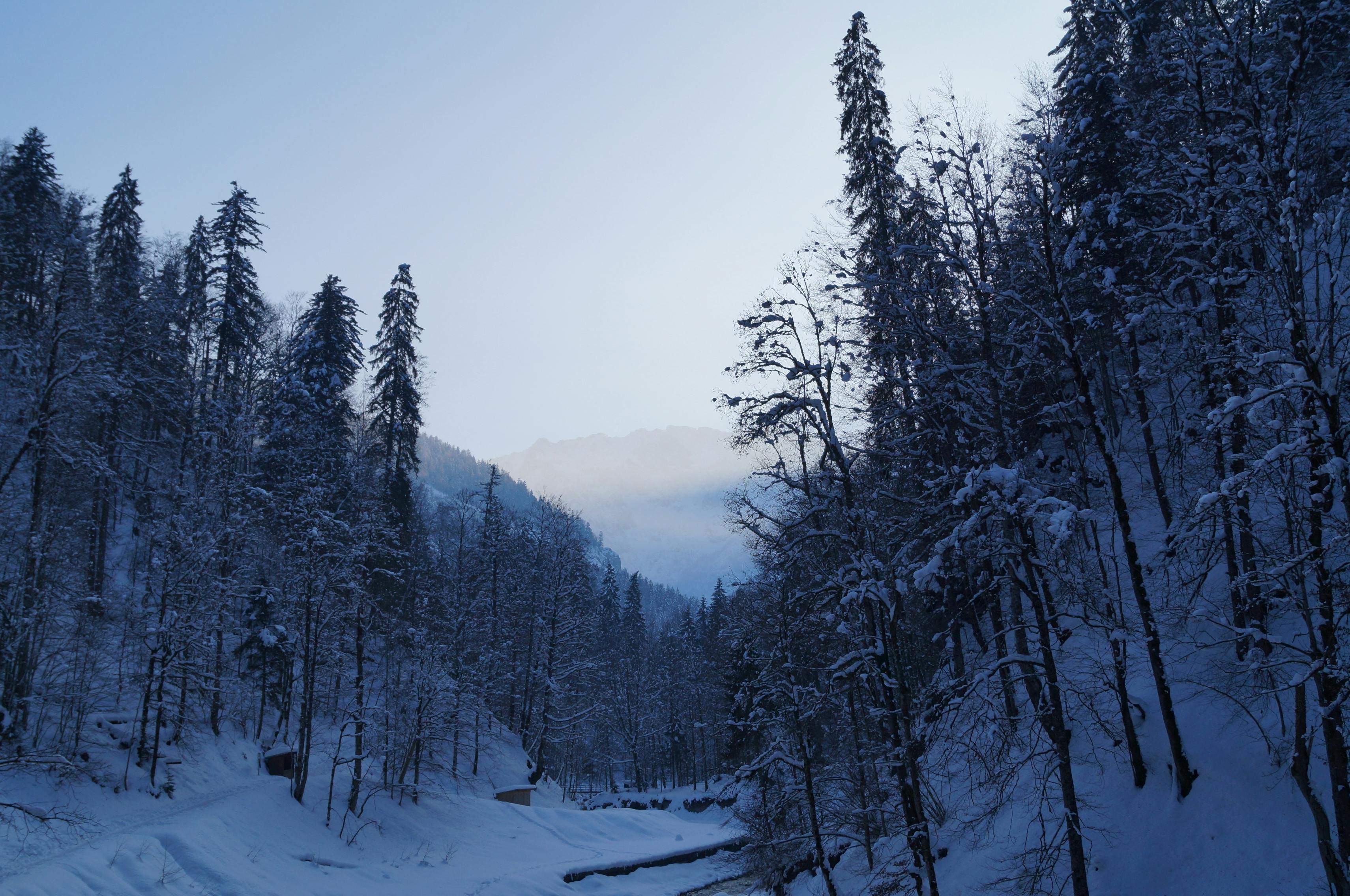 Difference Between Grade A And B Vanilla Beans Difference