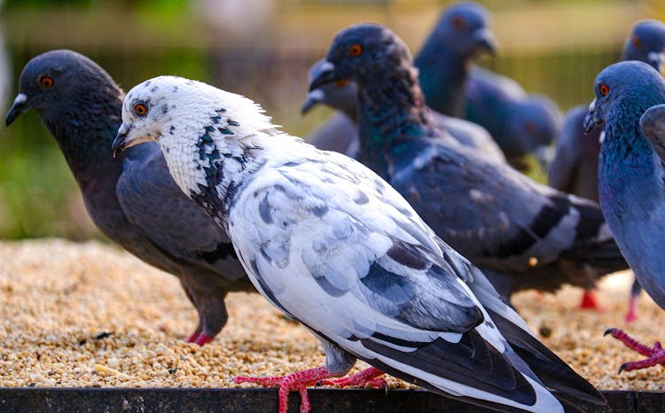 White And Black Pigeons 