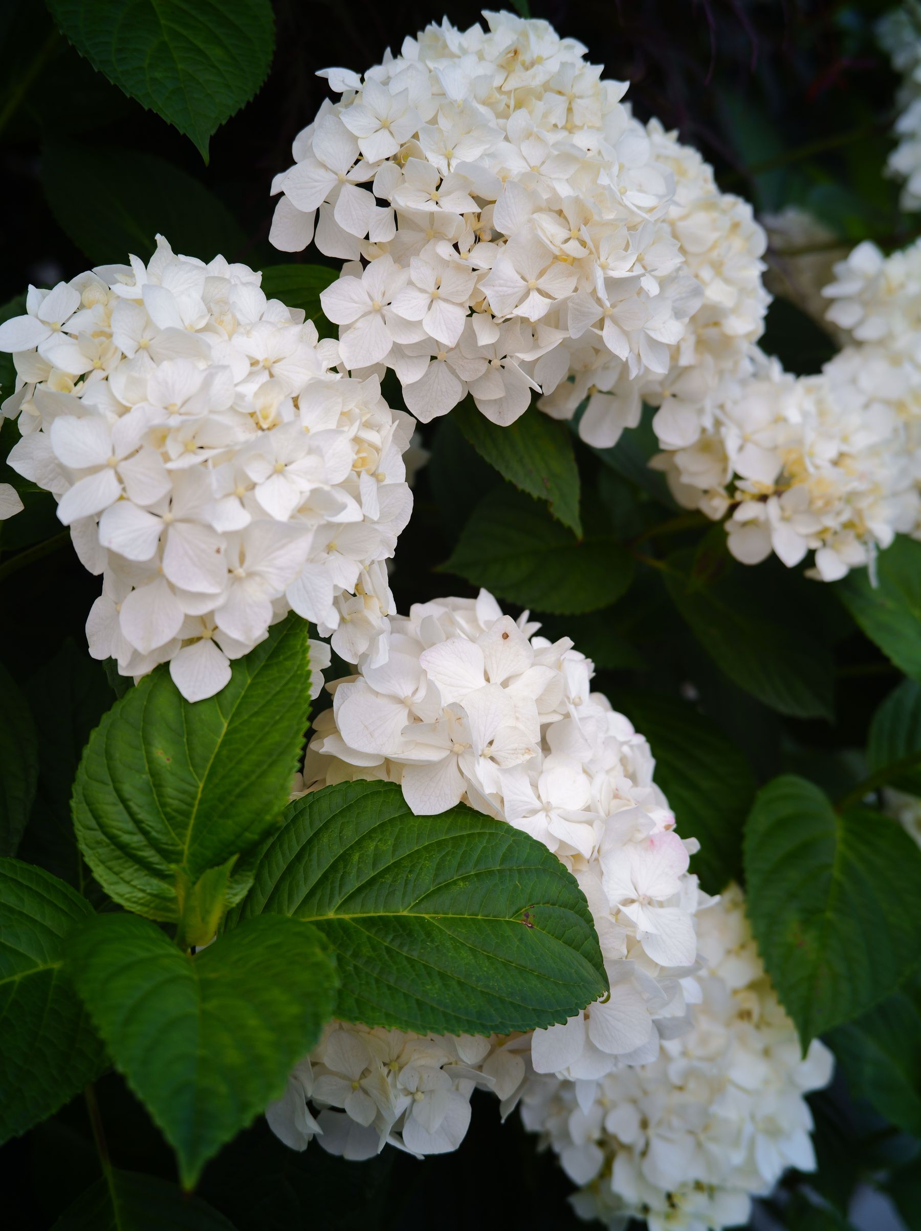 Pink hydrangea blooms in a garden Pink hydrangea blooms in a garden