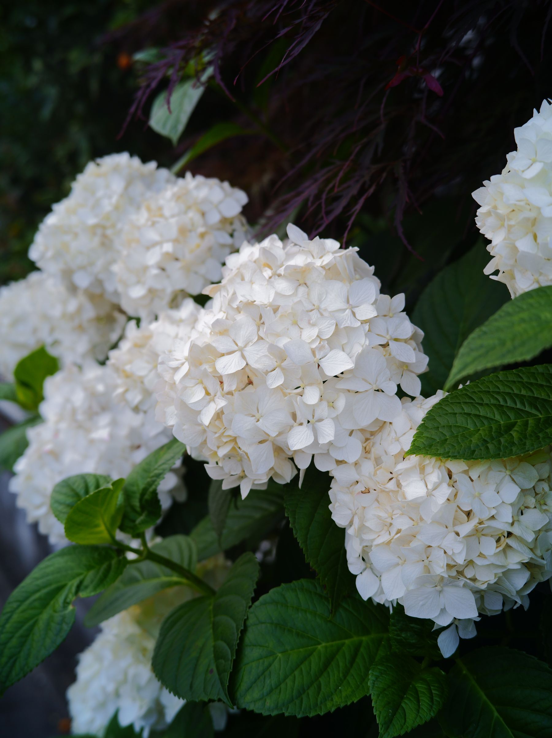 Bigleaf hydrangea blooms Blue and pink bigleaf hydrangea blooms
