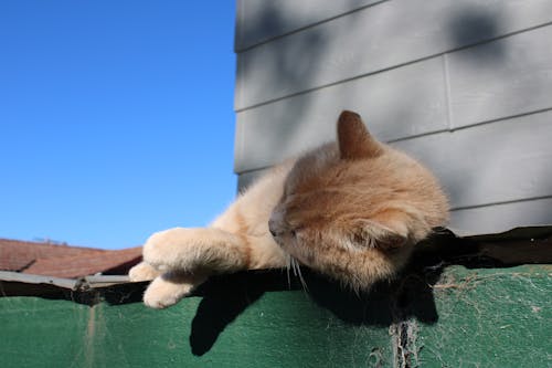 Orange Tabby Cat Sleeping 