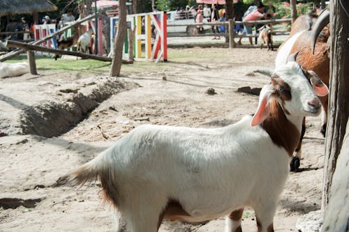 Free stock photo of animal, cute animals, goat