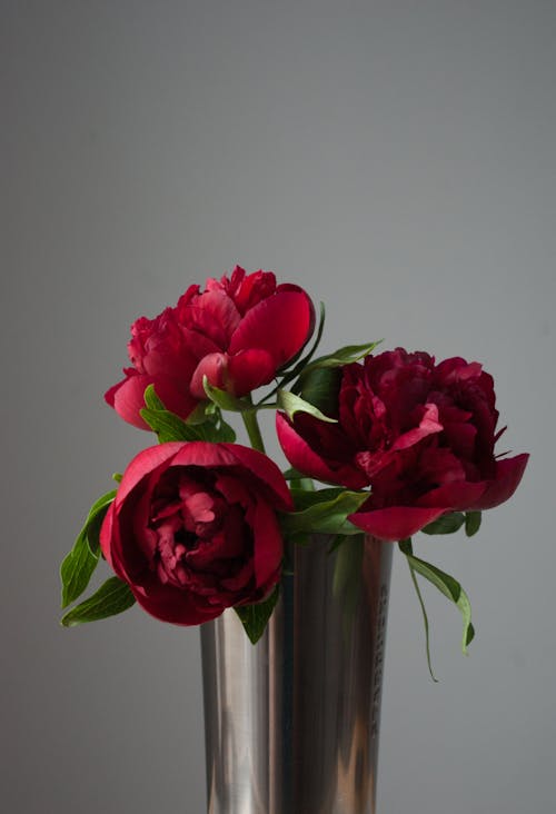 Red Peony Flowers in Stainless Vase