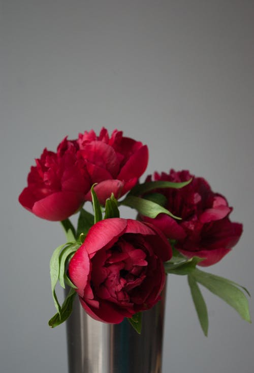 Beautiful Red Peonies in a Vase