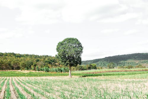 Free stock photo of field, green, green field