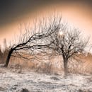 冬日的田野上，霜冻覆盖的树木在温暖的晨光中映出醒目的轮廓