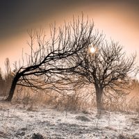 Cover art — frost-covered trees at sunrise, photo by Simon Berger on Pexels