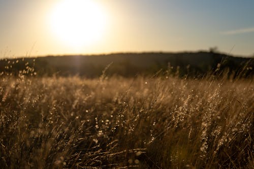 Kostnadsfri bild av gräsfält, gryning, gyllene timmen