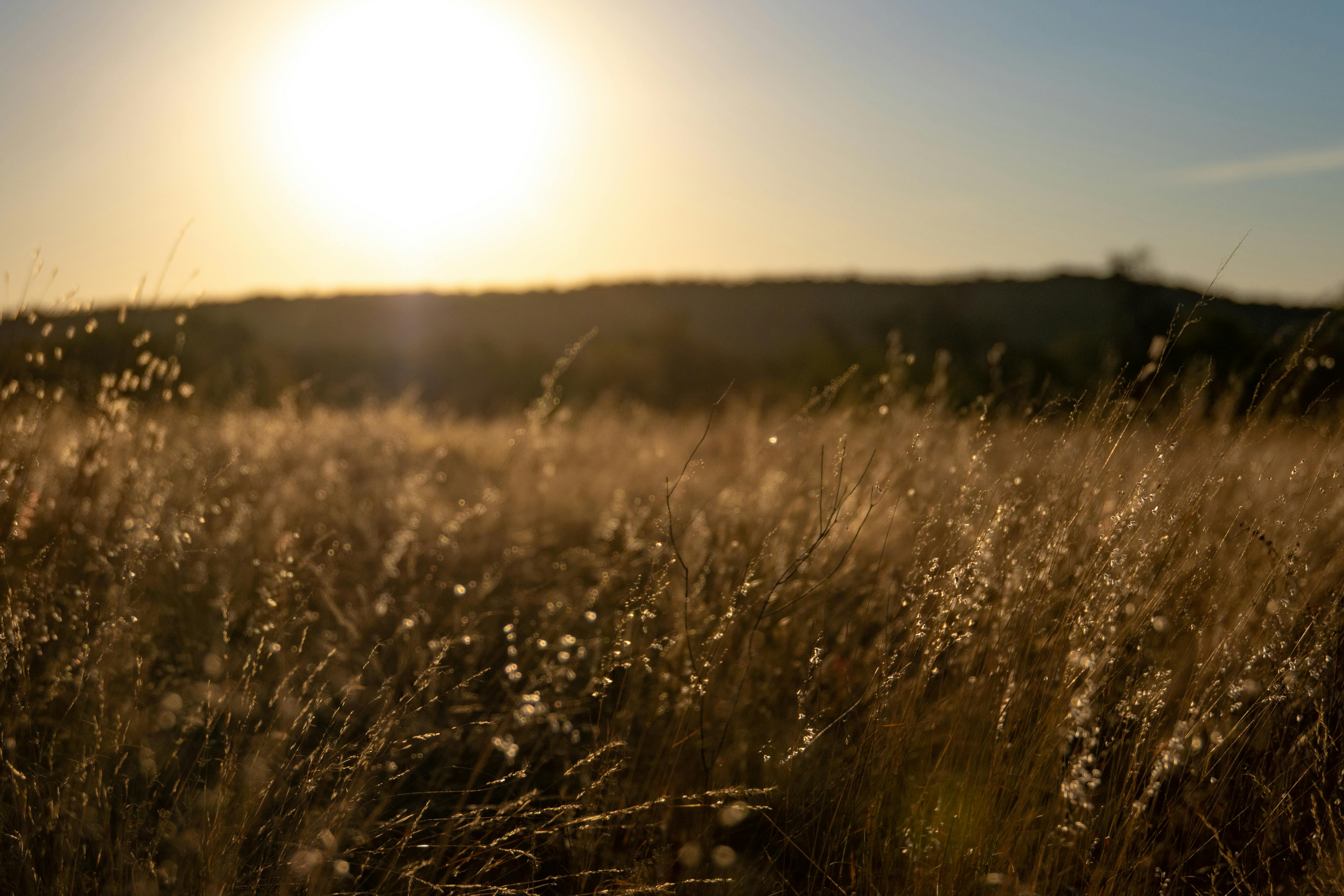 Green Grass · Free Stock Photo