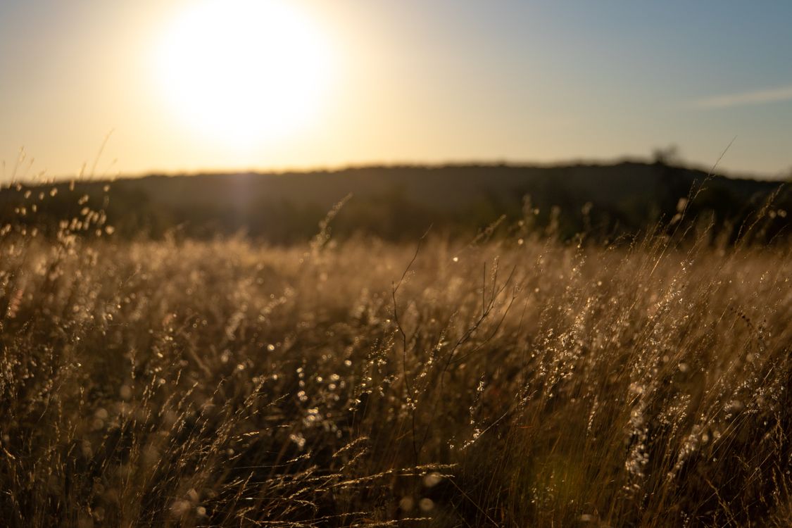 Brown Grass Field during Sunset · Free Stock Photo