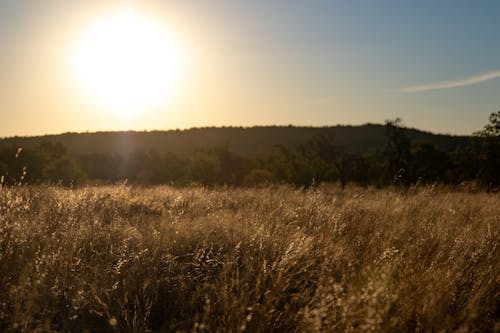 Kostnadsfri bild av gräsfält, gryning, gyllene timmen