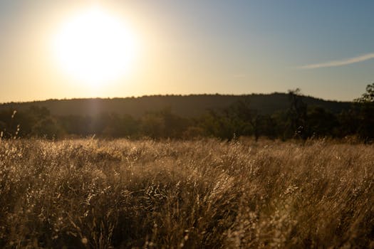 A tranquil grass field illuminated by the warm glow of a sunset.