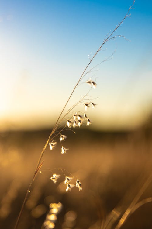 Close up of Thin Grass on Meadow