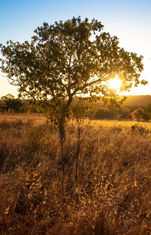 Free A lone tree stands in a grass field with sunlight filtering through its leaves. Stock Photo