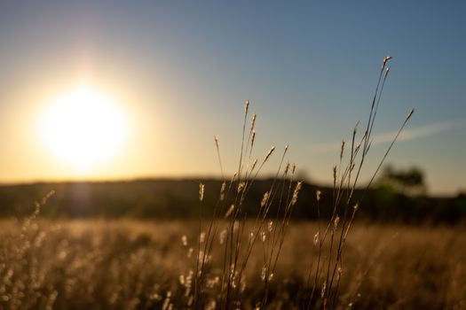 Close-up of brown grasses during sunset, capturing the warm golden light and serene landscape.
