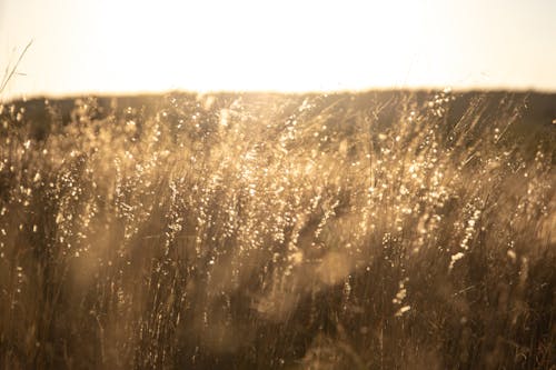 天性, 日落, 草原 的 免費圖庫相片