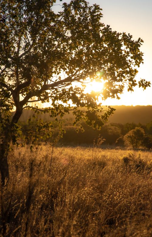 Free A serene scene of an oak tree silhouetted against a golden sunset over a meadow. Stock Photo