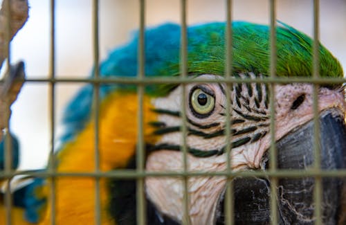 Free Close-Up Shot of a Parrot in a Cage  Stock Photo