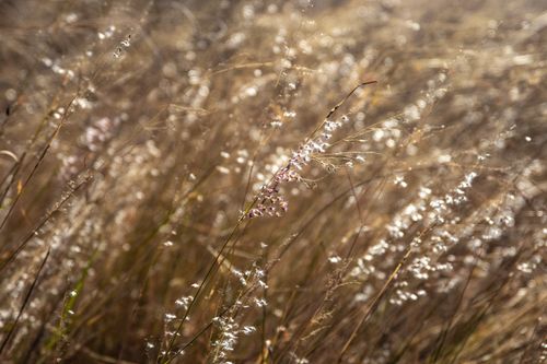 Free Close-up of shimmering dry grass with hints of dew in autumn sunlight. Stock Photo