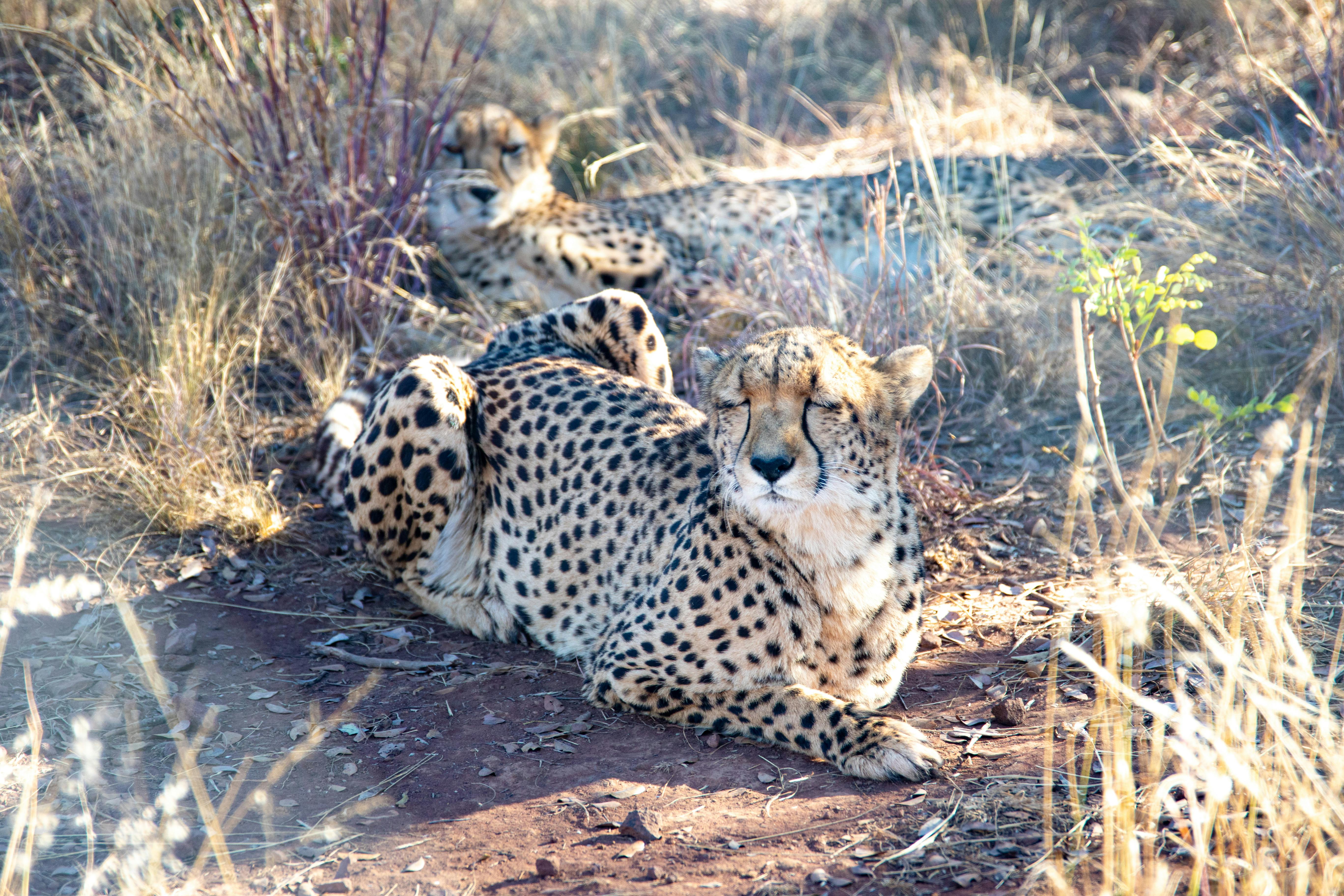 cheetah on brown field