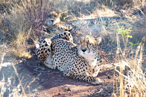 Gratis lagerfoto af afrikanske dyreliv, barbarisk, camouflage Lagerfoto