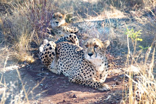 Cheetah on Brown Field
