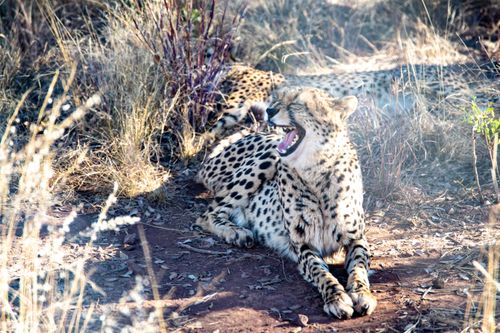 Free A yawning cheetah relaxes in the grasslands, showcasing its natural beauty and power. Stock Photo