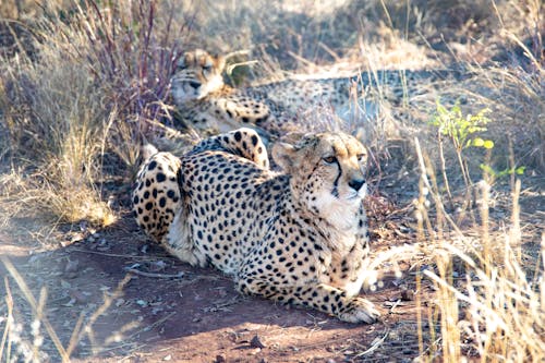 Cheetah on Brown Field
