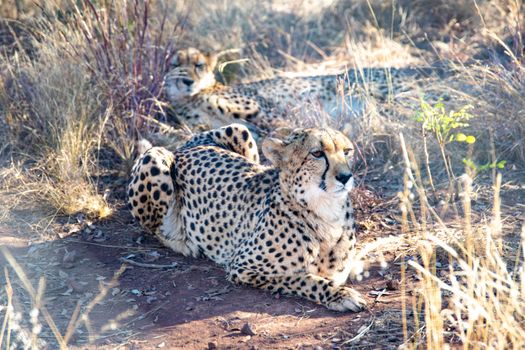 Cheetahs lounging in the grass, showcasing their spotted fur in the African savannah.