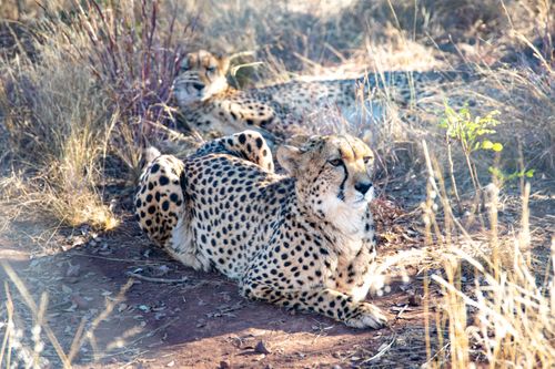 Free Cheetahs lounging in the grass, showcasing their spotted fur in the African savannah. Stock Photo