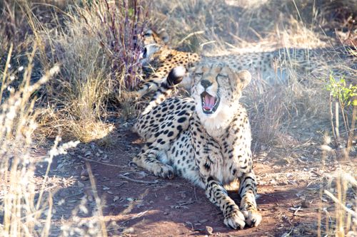 Free A cheetah yawning while resting in the dry savannah. Captured in the wild. Stock Photo