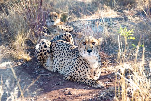 Free Cheetahs lounging on the ground in a sunlit savanna, showcasing their unique spots and natural habitat. Stock Photo