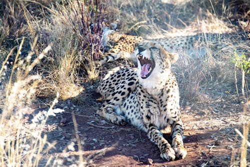 bezplatná Základová fotografie zdarma na téma africké divoké zvěře, divoká zvířata, divoké kočky Základová fotografie