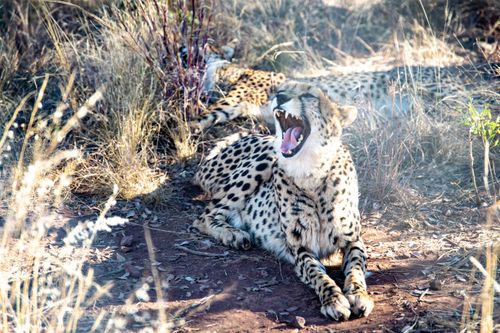 Free A cheetah yawning in the African savanna, emphasizing its natural habitat and majestic presence. Stock Photo