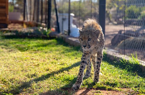 Photos gratuites de carnivore, chasseur, clôture grillagée