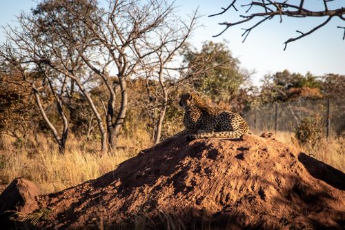 Free A leopard rests on a mound in the savanna, showcasing the beauty of wildlife in its natural habitat. Stock Photo