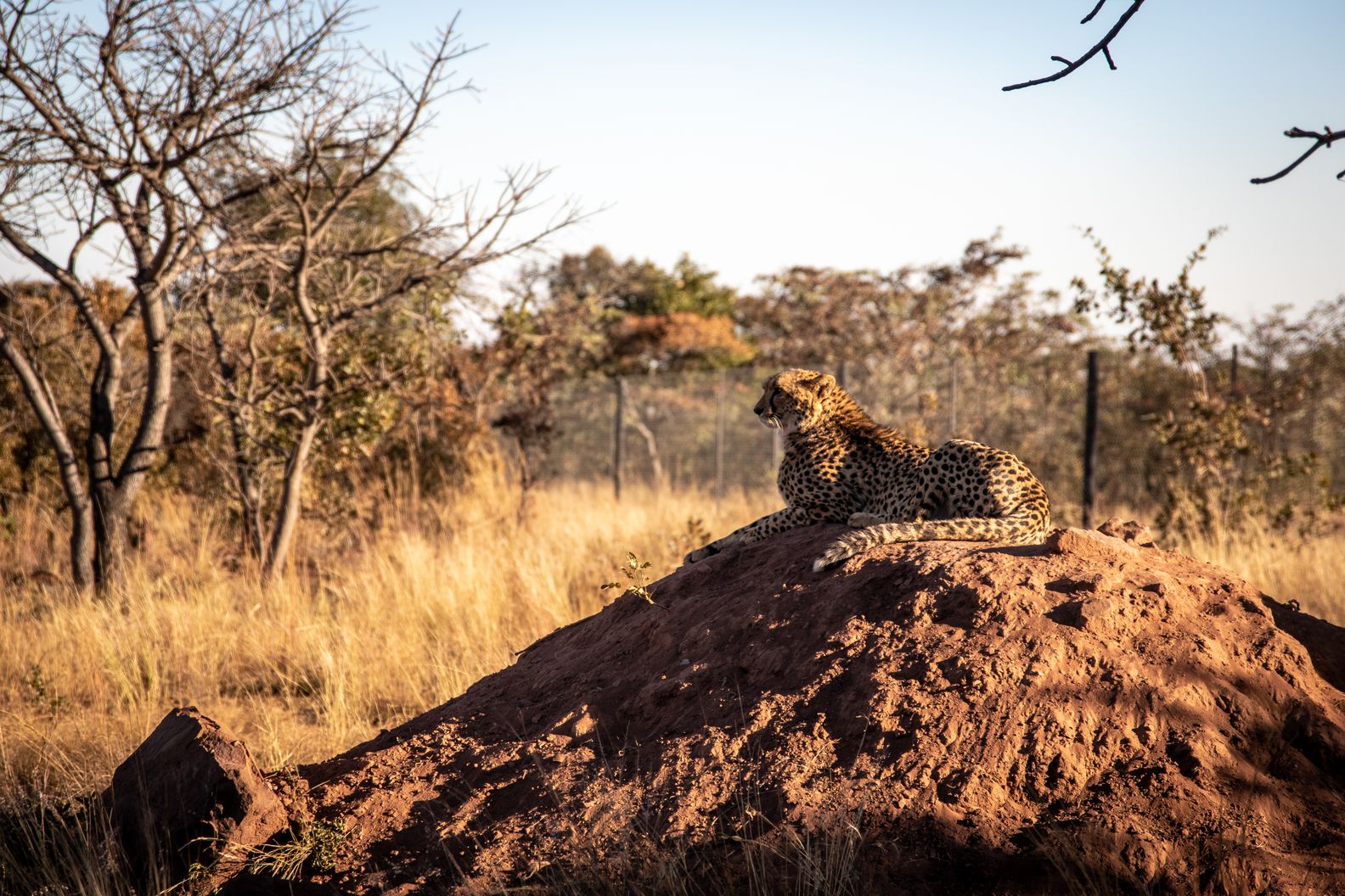 Northwest African Cheetah Habitat And Conservation Status Northwest African Cheetah Habitat And Conservation Status