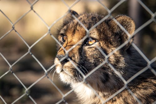 Free Brown and Black Cheetah Behind the Fence Stock Photo