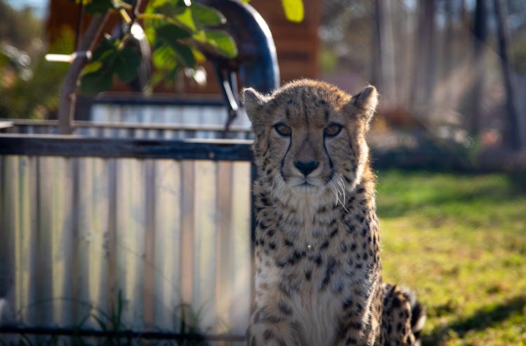 A Cute Cheetah Sitting