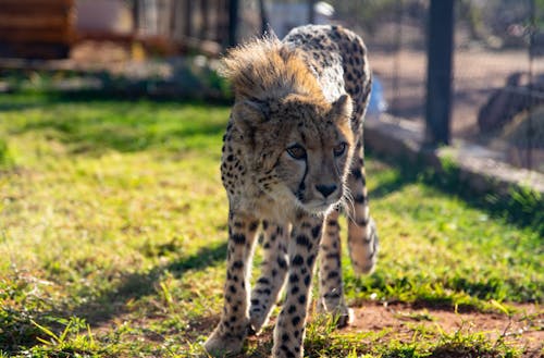 Cheetah Walking on Green Grass 