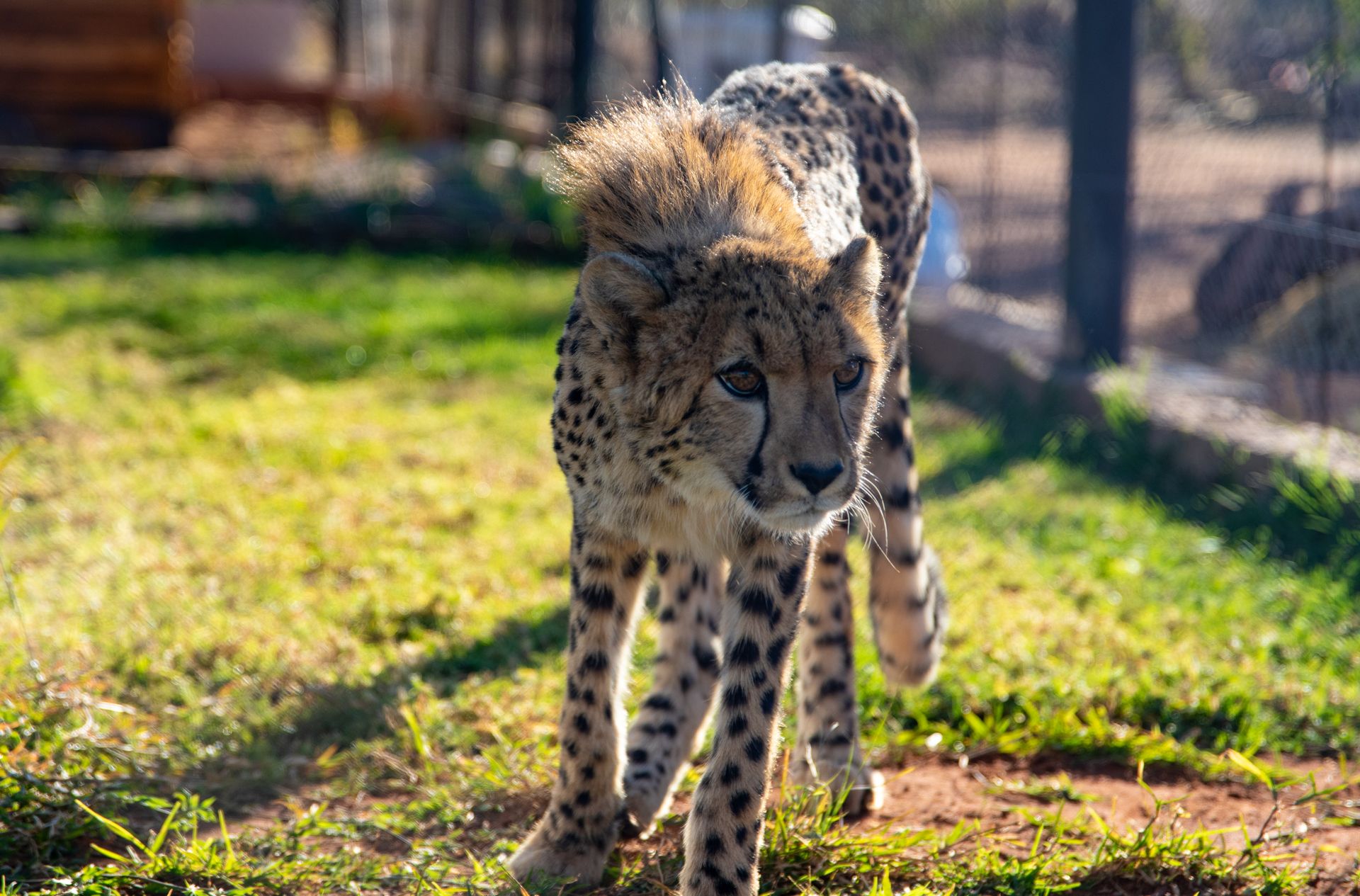 Close-up of a cheetah walking gracefully outdoors in daylight, showcasing its elegant stride and spotted coat.