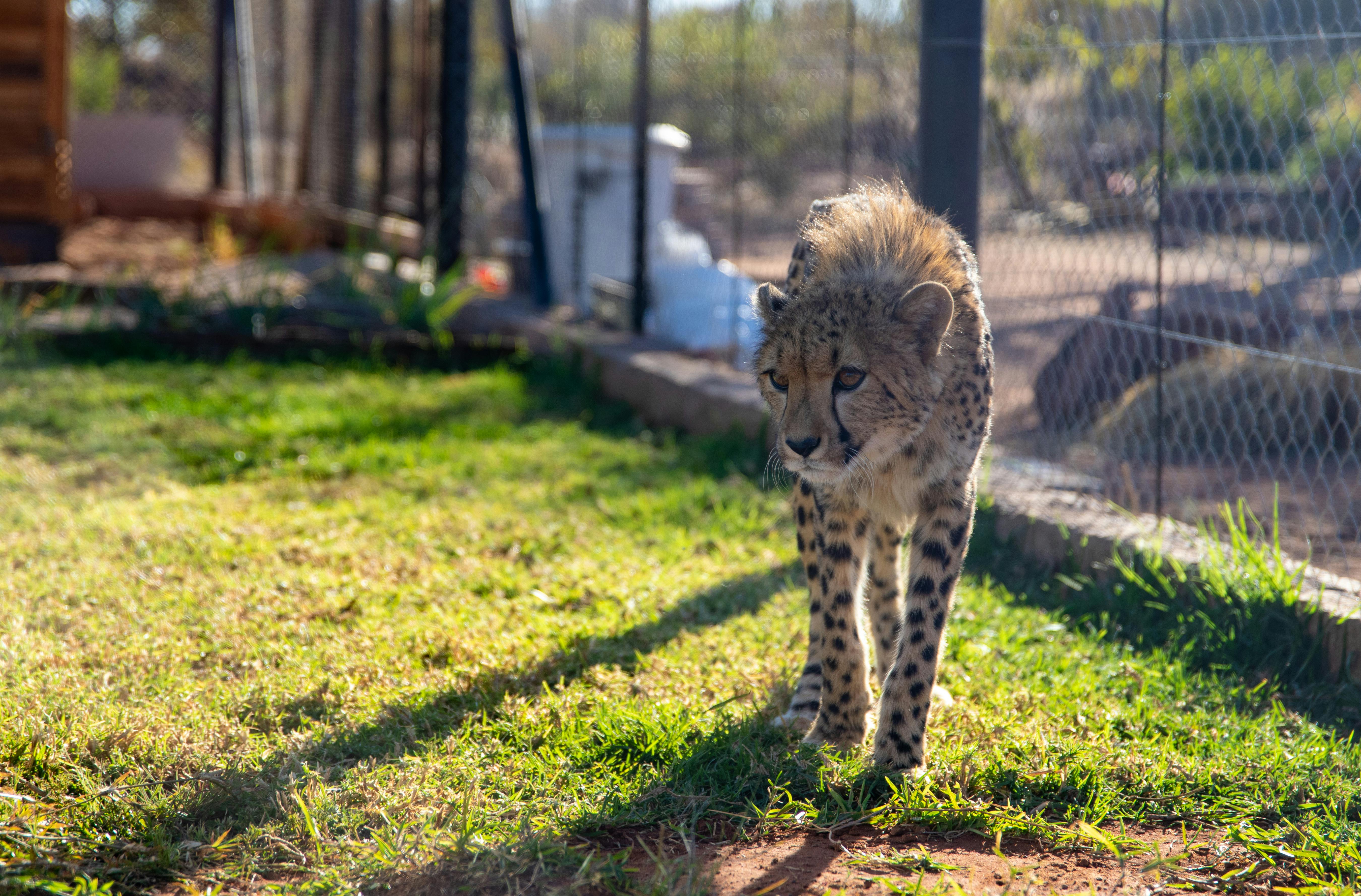 cheetah walking on green grass near fence