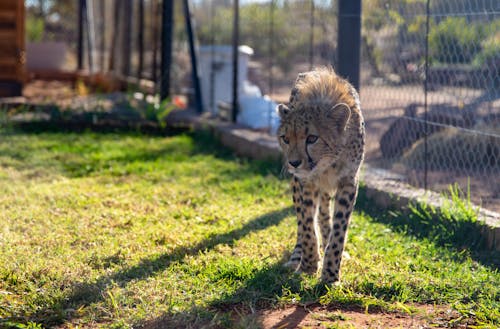 Cheetah Walking on Green Grass Near Fence