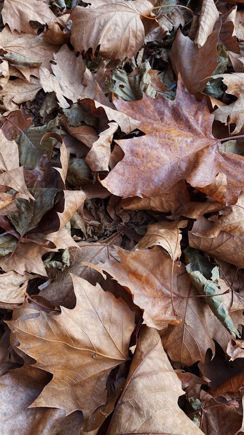 Close Up Photography of Brown Maple Leaves