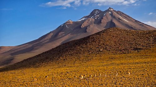 Free Scenic view of Andean mountains with guanaco herd in the Antofagasta region of Chile. Stock Photo