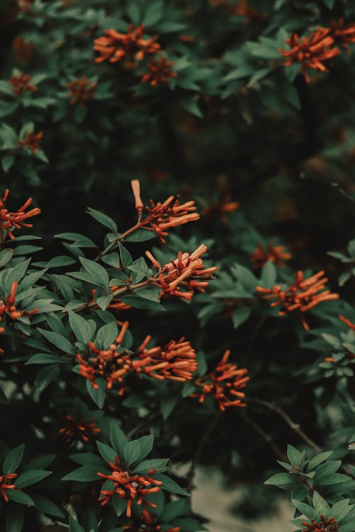 Imagine de stoc gratuită din arbust, botanic, floare