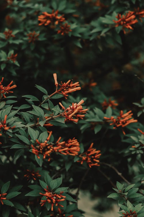 Red Flowers in Tilt Shift Lens