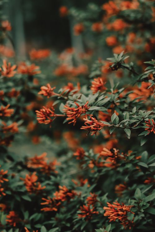 Free Lush firebush flowers bloom vividly in a serene garden, creating a stunning seasonal scene. Stock Photo